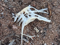 Actinopterygii