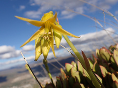 Cotyledon campanulata