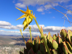 Cotyledon campanulata