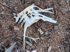 Actinopterygii