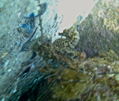 Hippocampus abdominalis