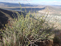 Euphorbia rhombifolia