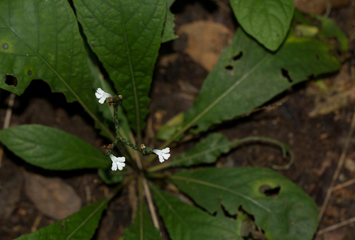 Elytraria acaulis image