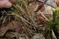 Lomandra obliqua