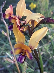 Diuris magnifica