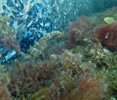 Hippocampus abdominalis