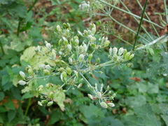 Erysiphe heraclei