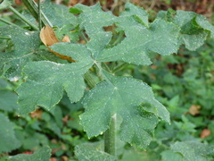 Erysiphe heraclei