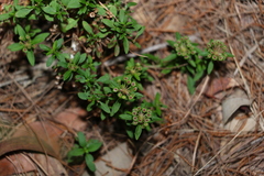 Pomax umbellata