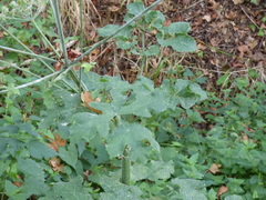 Erysiphe heraclei