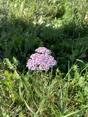Achillea millefolium
