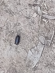 Armadillidium vulgare