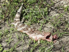 Tiliqua scincoides