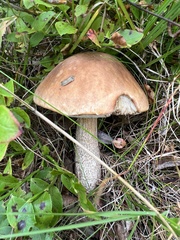 Leccinum