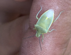 Brachynema