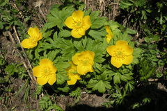 Trollius ranunculinus