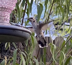 Archilochus alexandri