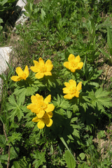 Trollius ranunculinus
