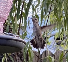 Archilochus alexandri