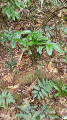 Ripogonum discolor