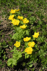 Trollius ranunculinus