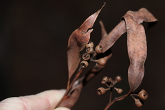 Eucalyptus acmenoides
