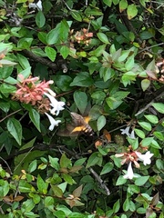 Macroglossum pyrrhosticta