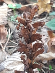 Orobanche