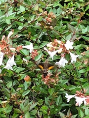 Macroglossum pyrrhosticta