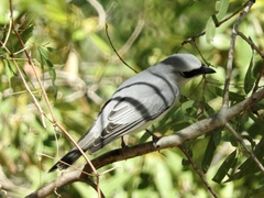 Coracina papuensis