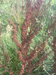 Rumex