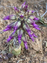 Lachenalia violacea