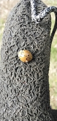 Microcaria mulsanti