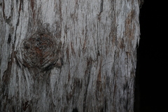 Eucalyptus acmenoides