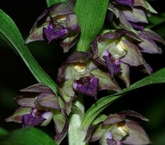 Epipactis helleborine image