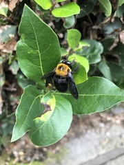Xylocopa appendiculata circumvolans