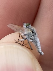Therevidae