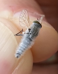 Therevidae