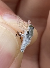 Therevidae