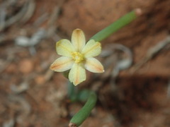 Bulbine