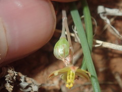 Bulbine