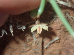 Bulbine