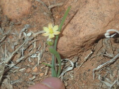 Bulbine