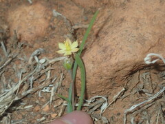 Bulbine
