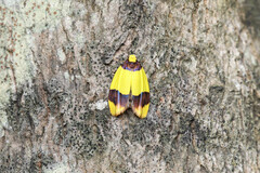 Heterallactis euchrysa