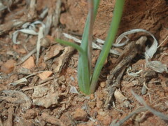 Bulbine