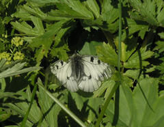 Parnassius mnemosyne