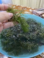 Ceratophyllum submersum