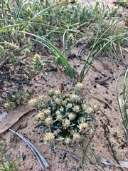 Blennospora drummondii