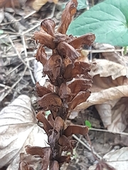 Orobanche